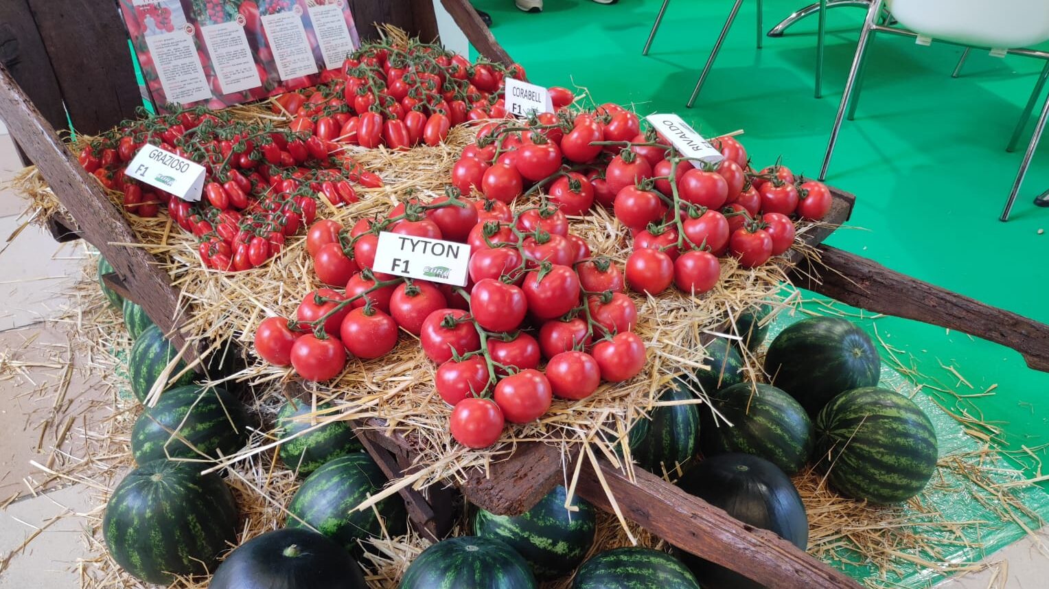 cora seeds semillas macfrut|CRX 79080|Lyrika F1|Magika F1|maurizio-bacchi-ceo-cora-seeds|Samba F1 CORA SEEDS|Tyton F1 cora seeds|cebollas cora seeds